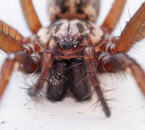 Eratigena sp.